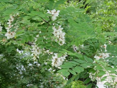 Robinia pseudoacacia