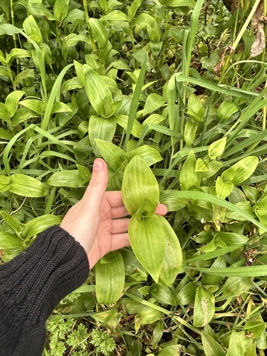 Tradescantia crassula, photograph 4