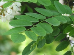 Robinia pseudoacacia