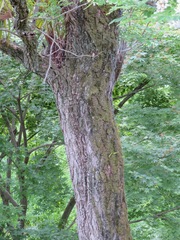 Robinia pseudoacacia