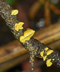 Crepidotus stromaticus