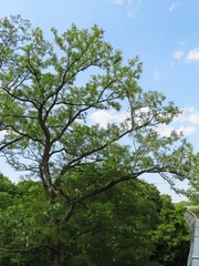 Robinia pseudoacacia