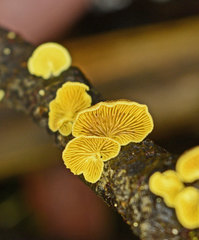 Crepidotus stromaticus