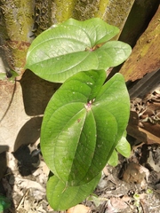 Dioscorea alata