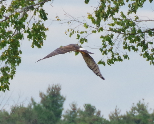 Northern Harrier observed by scibadger