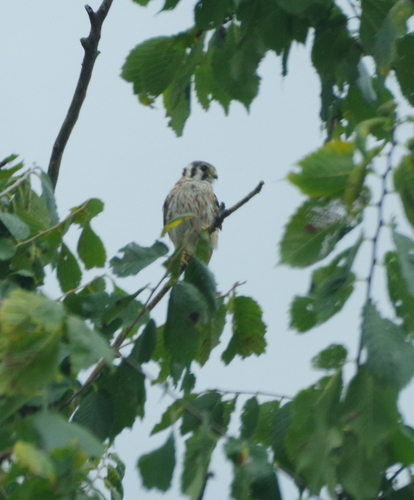 American Kestrel observed by scibadger