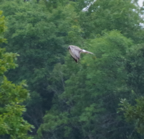 Northern Harrier observed by scibadger
