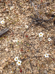 Leptosiphon chrysanthus decorus