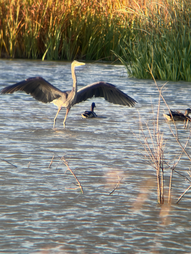 Great Blue Heron observed by ethan1616