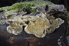 Datronia brunneoleuca