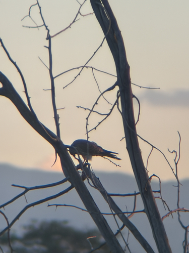 American Kestrel observed by ethan1616
