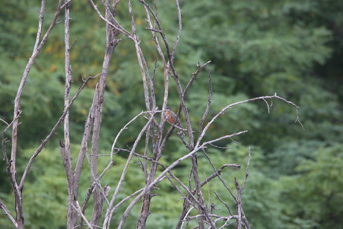 American Robin observed by uwland_lee