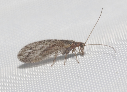 Micromus variolosus