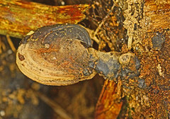 Ganoderma chalceum