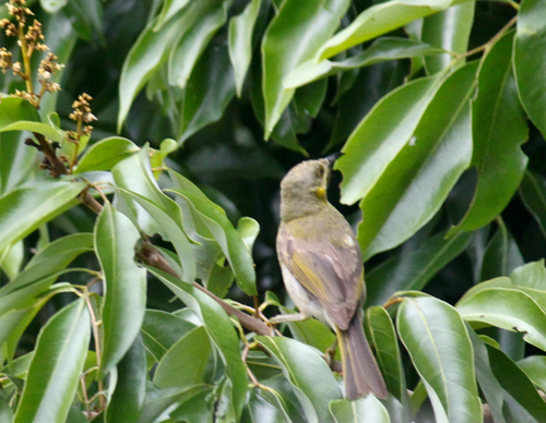 Foulehaio carunculatus observed 2026-09-02