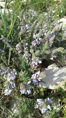 Veronica multifida