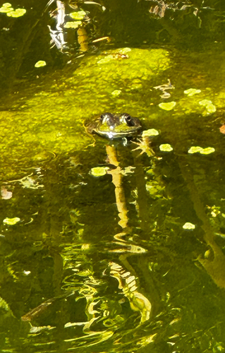 American Bullfrog observed by wildmare64