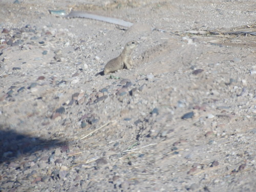 Round-tailed Ground Squirrel observed by lmdalessio