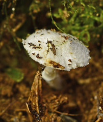 Leucoagaricus ooliekirrus