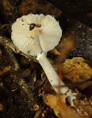 Leucoagaricus ooliekirrus