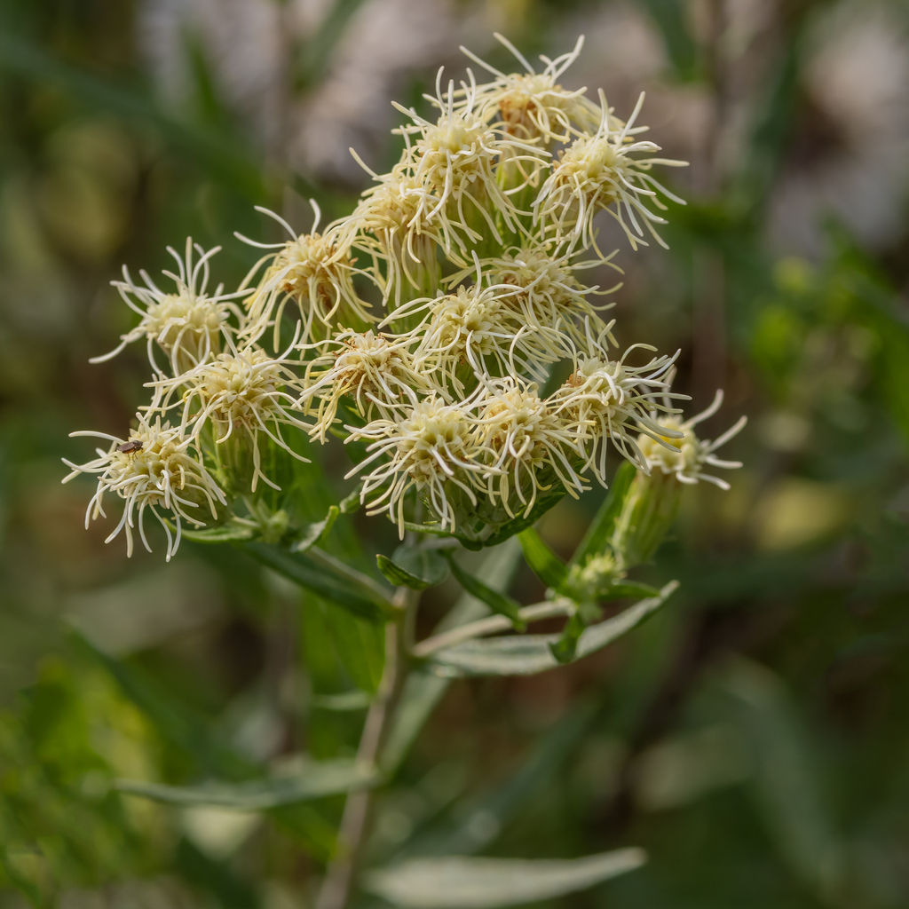 Brickellia eupatorioides; photograph (c) Dan Vickers, some rights reserved (CC BY)