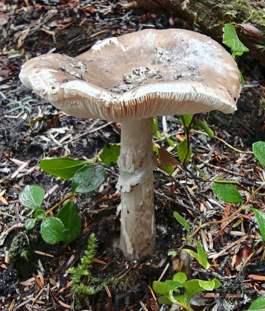 Grey-veiled Amanita · August 2026 · photo: Photo: no rights reserved · iNaturalist