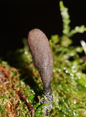 Xylaria castorea