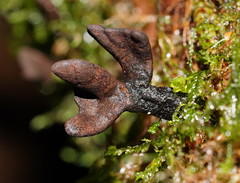 Xylaria castorea