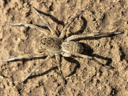 Geolycosa vultuosa