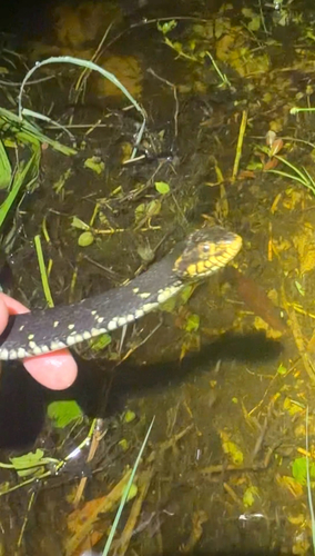 Banded Watersnake observed by lawsonrussoooo