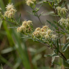 (c) Dan Vickers, some rights reserved (CC BY) Brickellia eupatorioides, photograph (c) Dan Vickers, some rights reserved (CC BY)