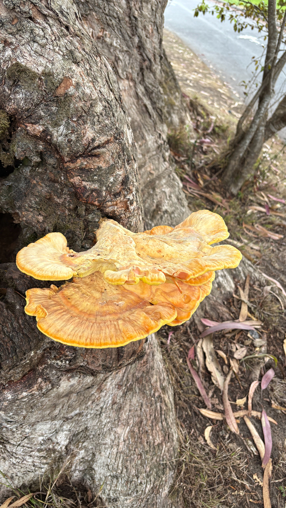 Western Hardwood Sulphur Shelf · September 2026 · photo: Photo: (c) Mary Jantsch, some rights reserved (CC BY) · iNaturalist