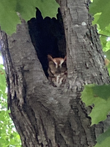 Eastern Screech-Owl observed by danlharp