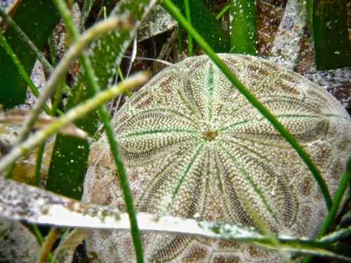 Clypeasteridae