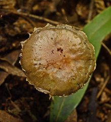 Stropharia formosa