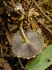 Stropharia formosa