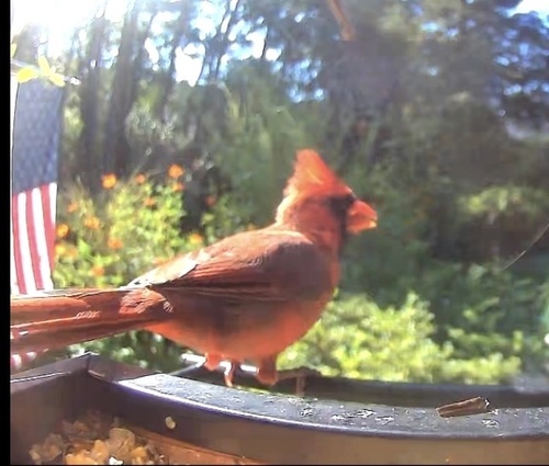 Northern Cardinal observed by falcmsn