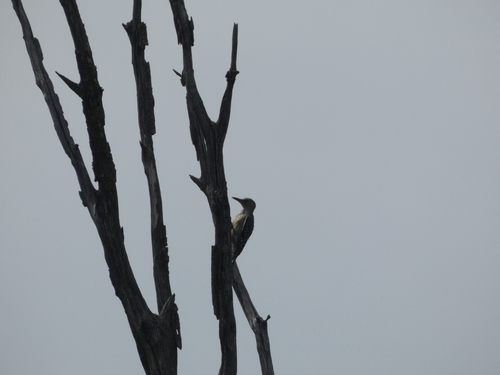 Red-bellied Woodpecker observed by curieosity