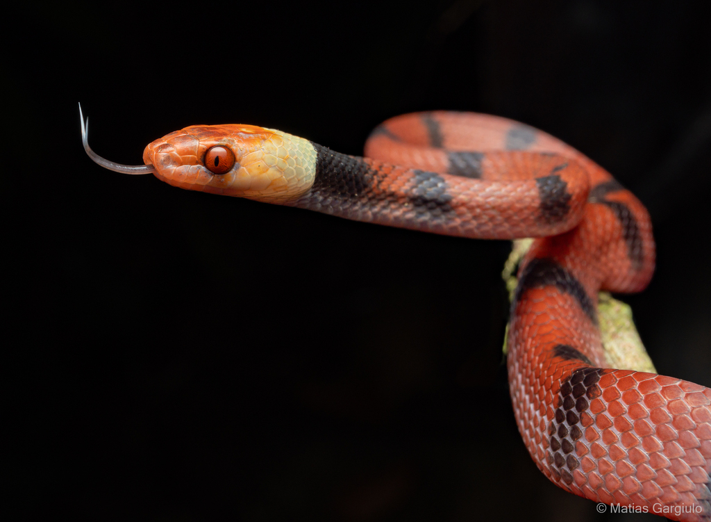 Tropical Flat Snake