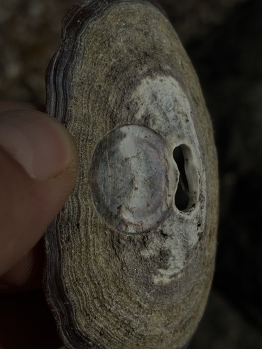 Scurria variabilis observed 2026-09-01