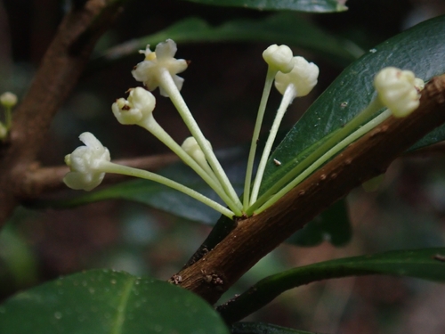 Actephila observed 2026-09-01