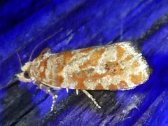 Eucopina cocana