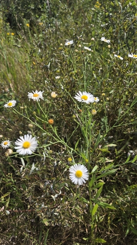 Boltonia asteroides, photograph 3