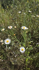 Boltonia asteroides, photograph (c) Carter Ertel, some rights reserved (CC BY)