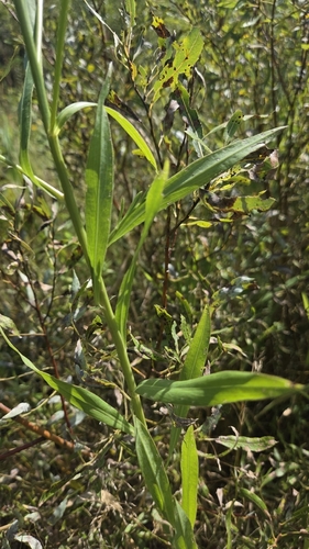 Boltonia asteroides, photograph 4