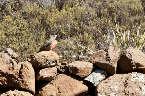 iNaturalist image