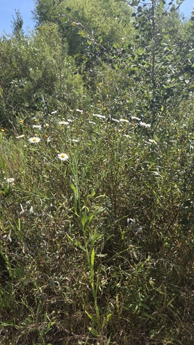 Boltonia asteroides, photograph 5