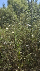 Boltonia asteroides, photograph (c) Carter Ertel, some rights reserved (CC BY)