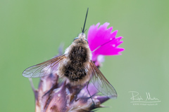 Bombylius venosus