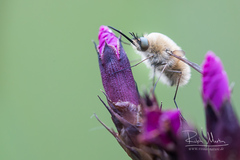 Bombylius venosus
